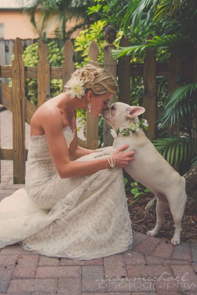 wedding photo - Pets   Weddings