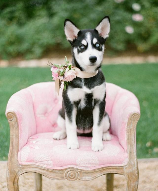 wedding photo - (Dogs At Weddings)