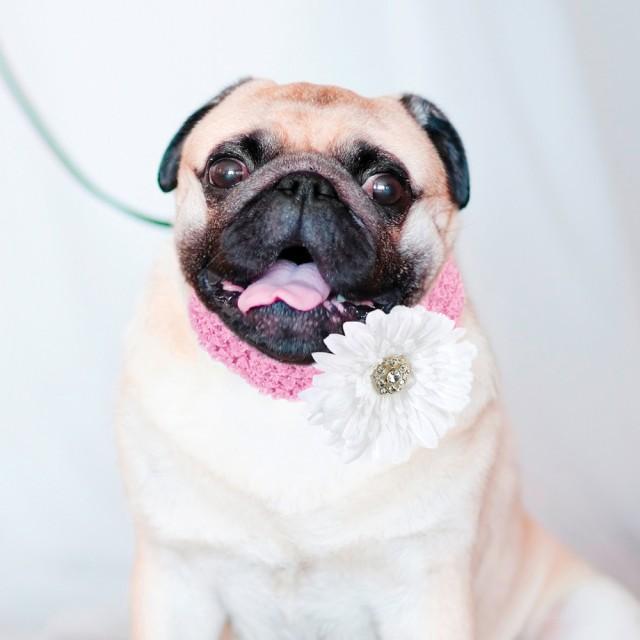 wedding photo - Tuxedo Dog Collar