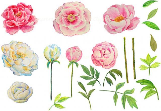 watercolor peony clipart - photo #26