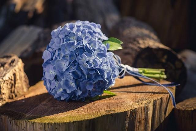 wedding photo - Ramo de Hortensias azules