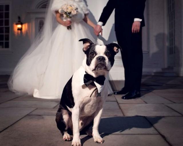 wedding photo - Wedding Pets 
