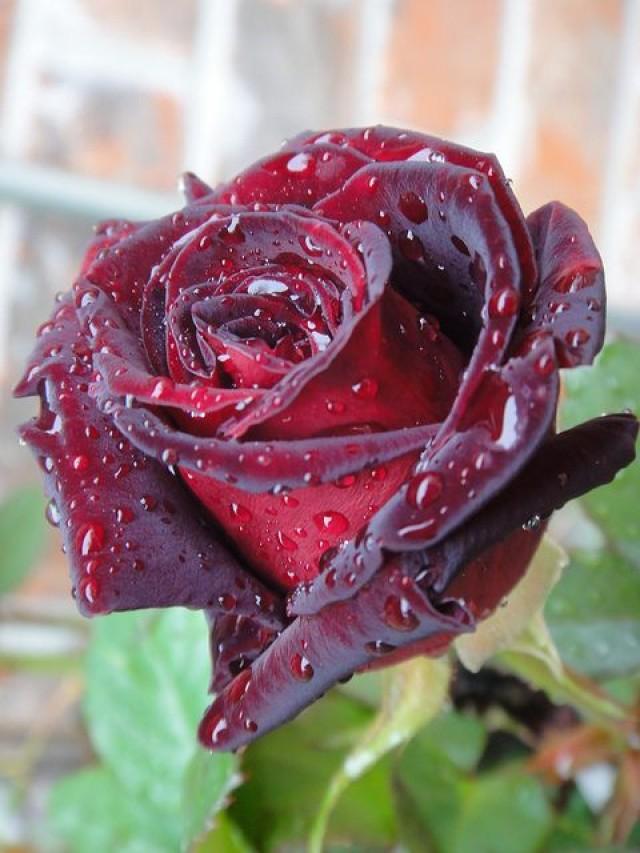 Amazing Rose Photos