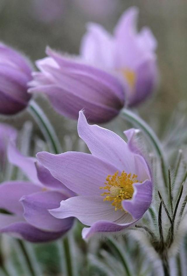 Flower Facts Canada’s Provincial Flowers 2371517 Weddbook