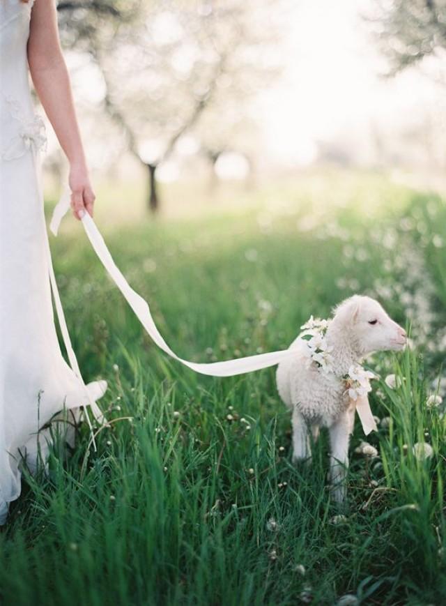 Ways To Include Pets In Your Wedding