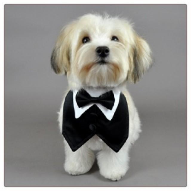 wedding photo - Black Outfit For Pet
