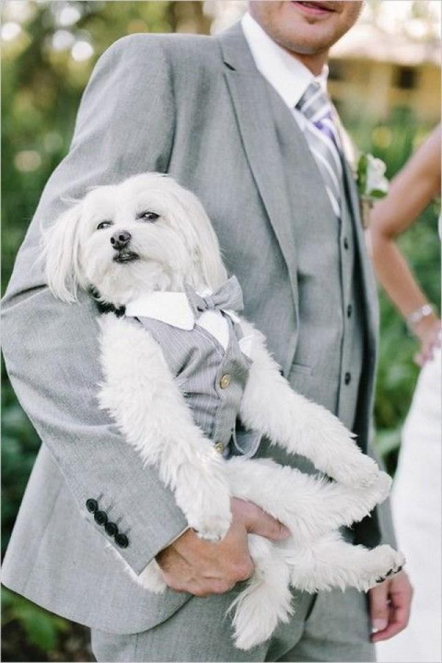 wedding photo - Pets At Weddings: 63 Cutie Ideas
