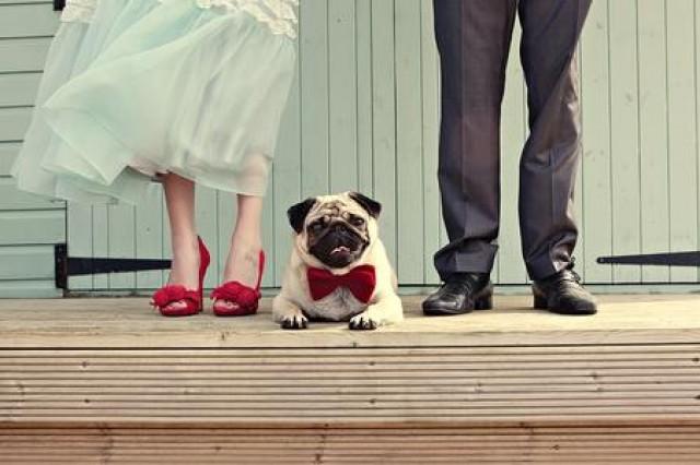 wedding photo - 5 Things you have to know if you’re Including Your Dog in Your Big Day