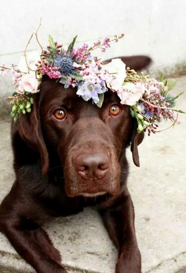 wedding photo - Two Labs Model A Flower Crown