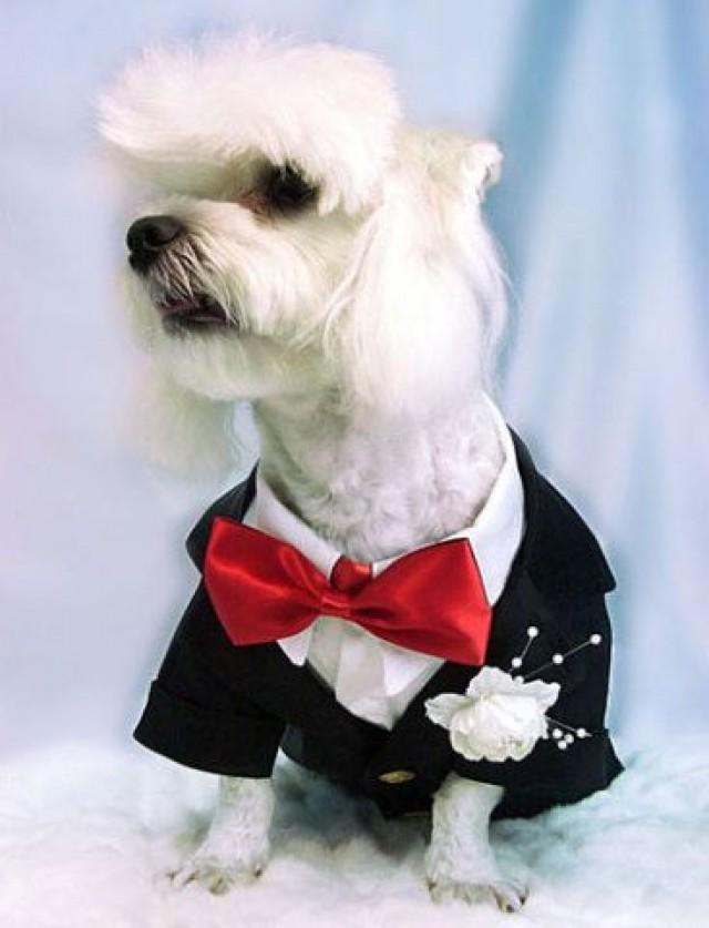 wedding photo - The Well-Dressed Dog At A Wedding: Trend-Setting Elegance For Dog Grooms