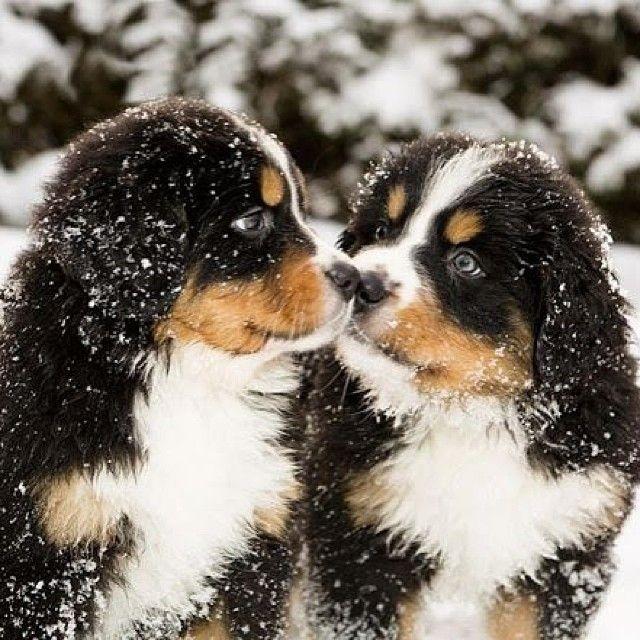 wedding photo - Puppies For All! On Instagram: “Tag Your Nuzzle Buddy!! Bernese Mountain Puppies. Tag Us With  For A Chance To Be Featured! @DogVacay   …”