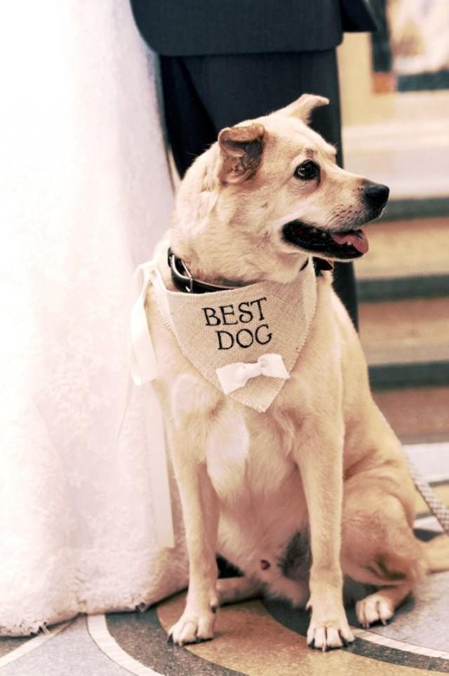 wedding photo - Ivory Best Dog Boy Bowtie Dog Collar Bandana Rustic Burlap Wedding Photo Prop