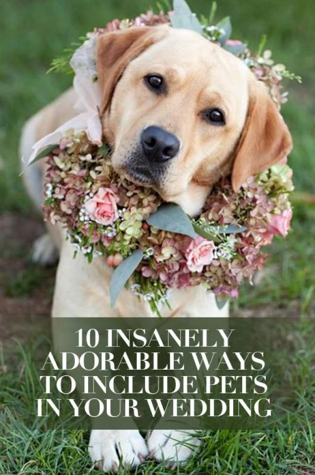 wedding photo - 10 Insanely Adorable Ways To Include Pets In Your Wedding