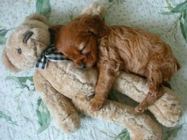 wedding photo - 20 Puppies Cuddling With Their Stuffed Animals During Nap Time