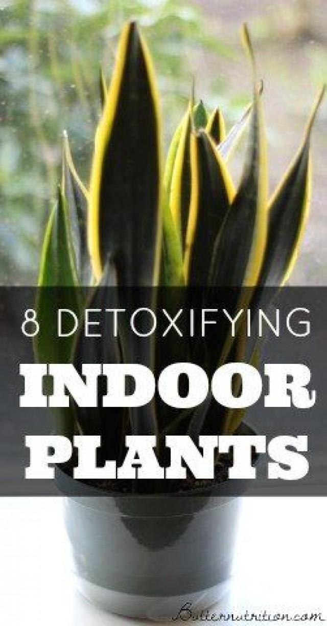 8 Detoxifying Indoor Plants That Act Like Air Filters