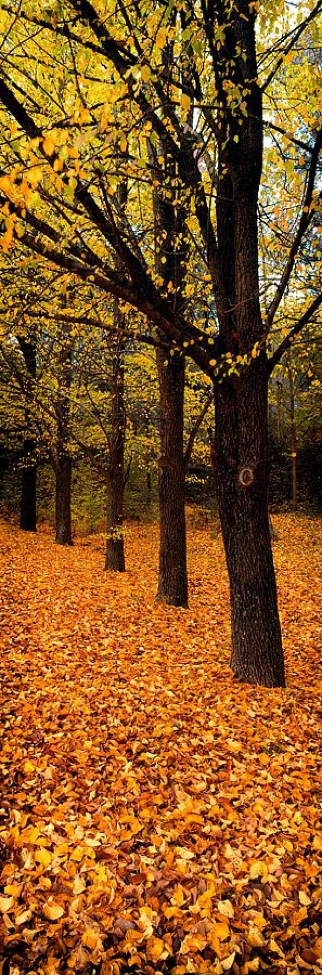 Autumn Trees, Victoria B120P • Christian Fletcher Photo Images