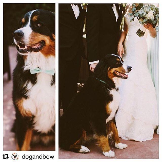 wedding photo - Meet Louie! This big guy made a perfect 