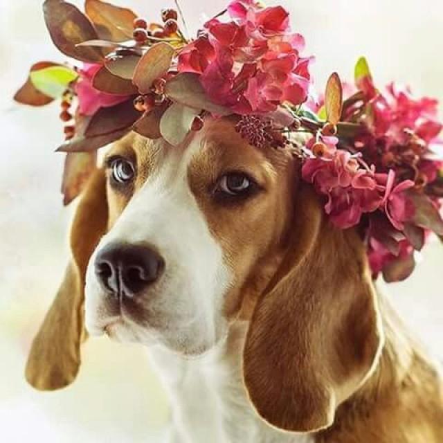 wedding photo - Beagle – Friendly And Curious