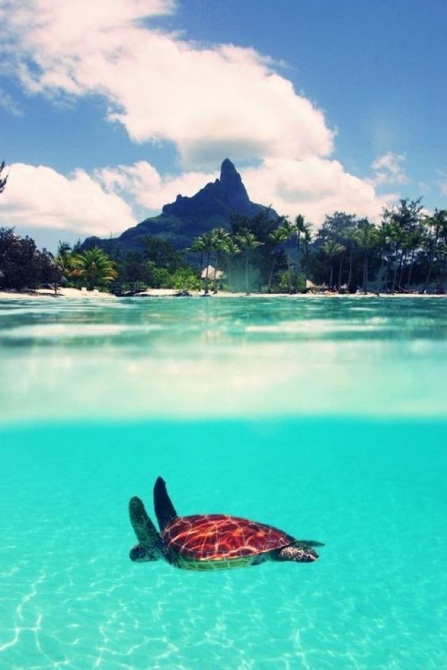 Swimming With Sea Turtles In Hawaii