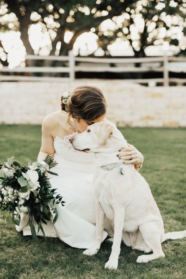 Wedding Pets
