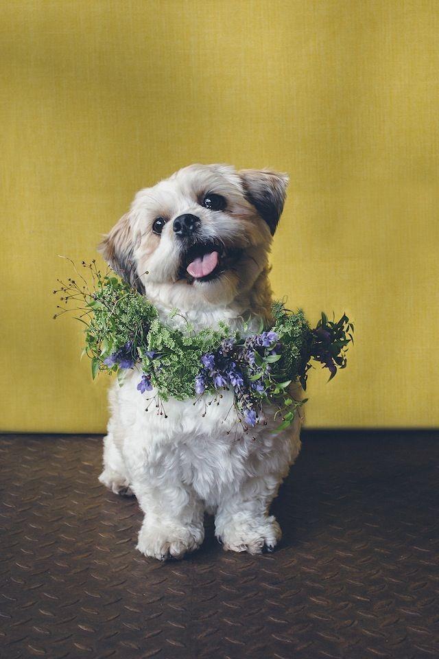 Dogs In Flower Crowns