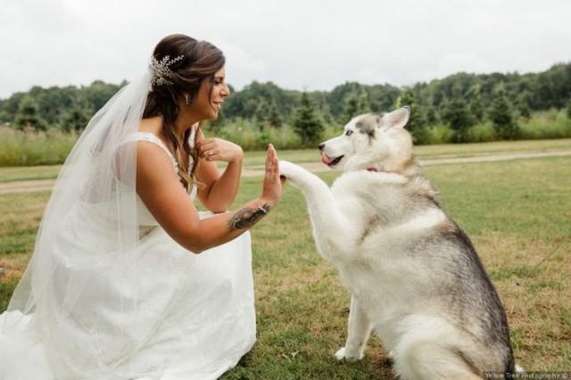 Including Your Pets In Your Wedding Day Pictures - Wedding Pets {Yellow Tree Photography} 