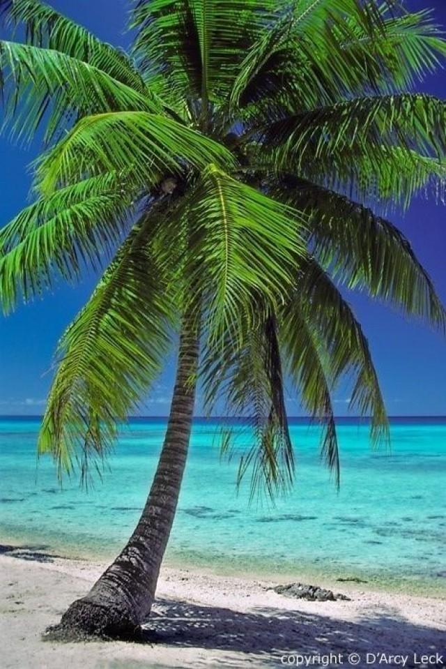 Palm Trees In Front Of The Ocean 