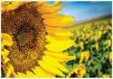 South Dakota Sunflower Fields
