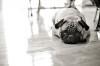 Adorable Pug Shows Us How Exhausting Weddings Can Be