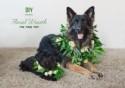DIY: Floral Wreath for your Dog
