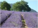 Inspiration for a French Lavender Wedding