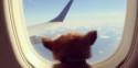 These Jet-Setting Dogs Are On The Vacation You've Been Fantasizing About All Winter
