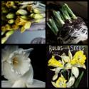 Flower of the Month...Daffodil