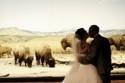 Carly & Mike's elephant-themed wedding at the museum