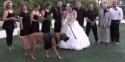 Jethro The Dog Wants Nothing To Do With Your Wedding Photos