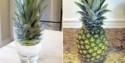How to Grow a Pineapple