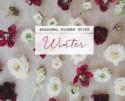 Seasonal Flower Guide: Winter