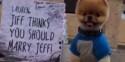 When Jiff The Pomeranian Helps Pop The Question, There Is Only One Answer
