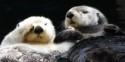 Watch This Video And Fall Otterly In Love With These Adorable Critters