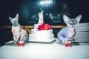 Total Re-Collie: We Cut the Cake, Give Thanks, and Dance 