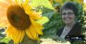 Man Plants Endless Lanes Of Sunflowers To Honor Beloved Late Wife, Benefit Cancer Patients