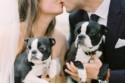 This Wedding's Boston Terrier Details Are Everything