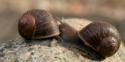 Jeremy The Snail Desperately Needs A Date, And You Can Help