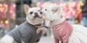 Two Pups Took Engagement Pics And The Cuteness Is Off The Charts