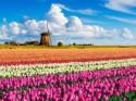 Tulips and Windmills, Best Mother's Day Gift Ideas and Have a Happy Weekend!