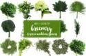 Guide to Greenery for Weddings + Green Wedding Flower Names!