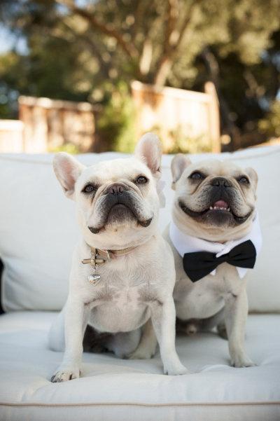 Hochzeit - Puppy LOVE