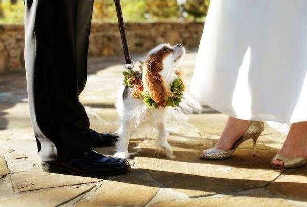 Hochzeit - Puppy LOVE