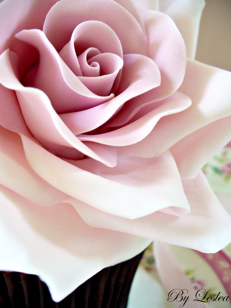 زفاف - Pink rose