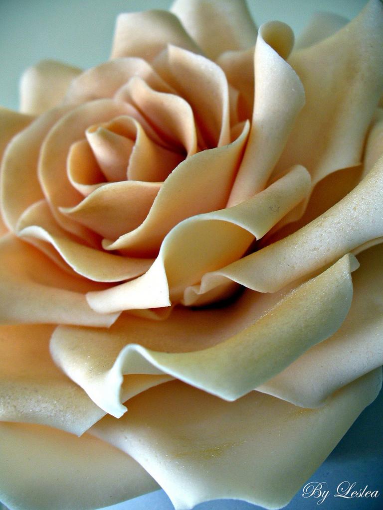 Mariage - Close up of Rose